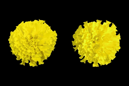 Yellow marigold isolated on black background.の写真素材