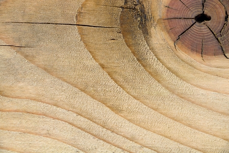 Abstract background, texture of old gnarl wood has rough surface, selective focusの写真素材
