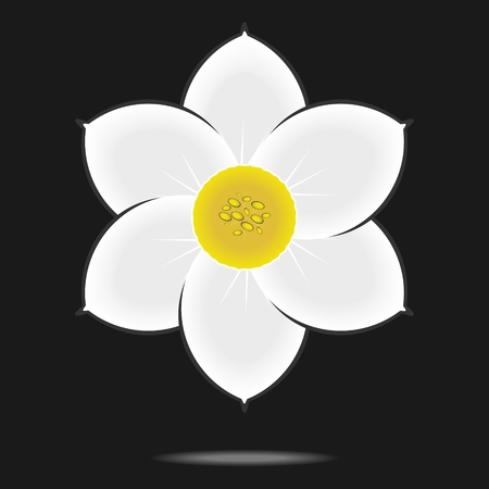 Narcissus flower isolated on black background.のイラスト素材
