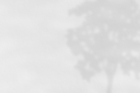 Shadow of tree on white paper, abstract backgroundの写真素材