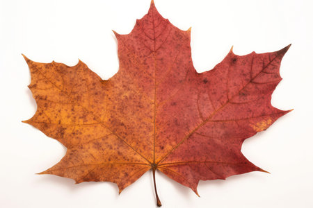 Green leaf isolated on white background, Generative AI illustrationの素材