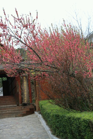 Guilin red spring の素材