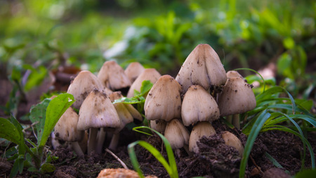Mushrooms