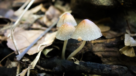 Mushrooms