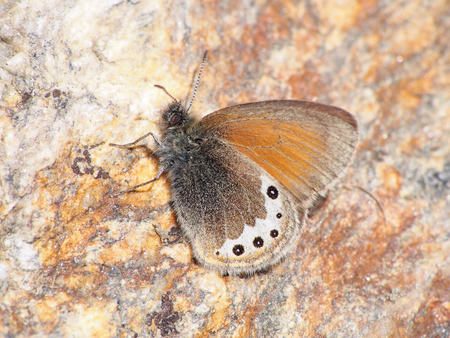 Butterfly on the stoneの写真素材