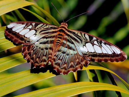 The butterfly on the leaf, Thailand