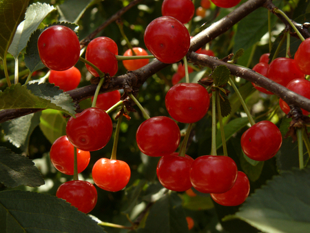 bunches of ripening cherries on the branchの写真素材