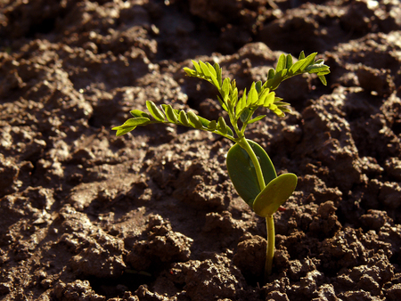honey locust seedlingの写真素材