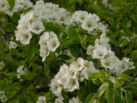 fragment of blooming pear-treeの写真素材
