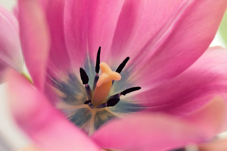 filtered image of pink tulipの写真素材