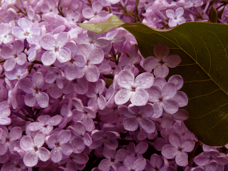 lilac flowering at the springtime as a floral backgroundの写真素材
