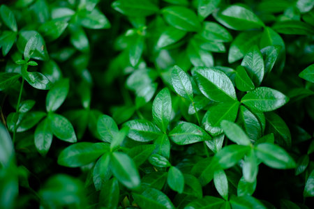 Close-up of lush green leaves forming a dense natural background.の写真素材