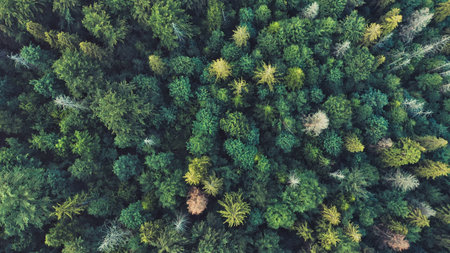 Aerial view of treetops in a mysterious mixed deciduous-coniferous forest. Birds eye view of a...