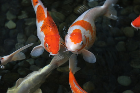 Koi fish high angle shotの写真素材