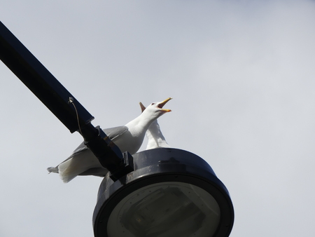 Two seagulls seating lamp low angle shotの写真素材