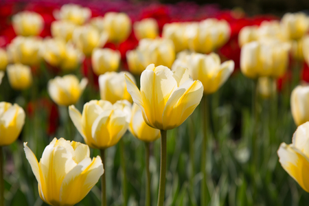 Beautiful yellow tulips backdrop green stems concept springの写真素材