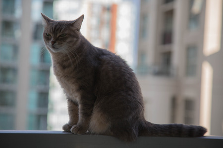 Domestic gray cat background view modern city shallow depth of fieldの写真素材