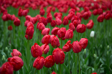 Background no people bright red tulip flowers gardenの写真素材
