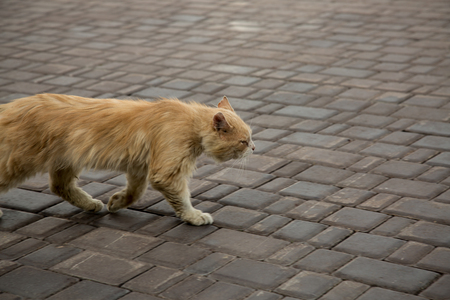 Beautiful beige fur cat outdoor portrait concept hunt background の写真素材