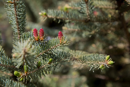 Beautiful branch of pine tree red while spring spruce in nature