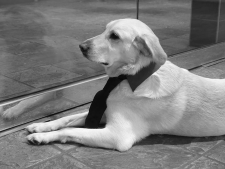 Portrait big dog business attire resting outdoor background の写真素材