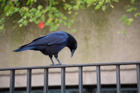 Curious black crow city wall fence treeの写真素材