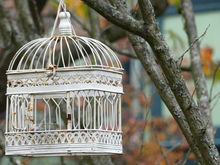 Empty white bird cage garden autumn trees background の写真素材