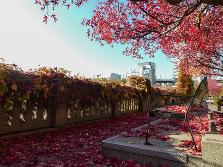 Urban fall season buildings colorful trees の写真素材