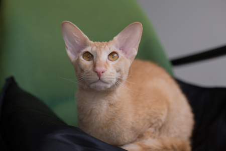 Ginger peterbald purebred domestic cat big eats portraitの写真素材