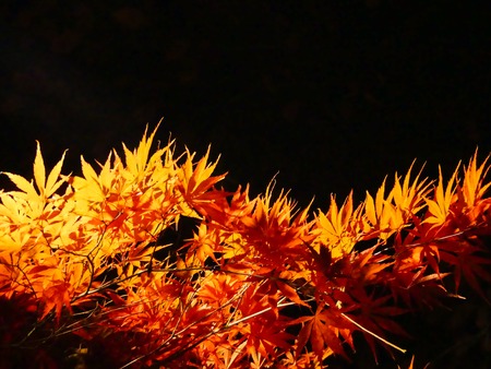 Orange red autumn maple leaves on black background copy spaceの写真素材