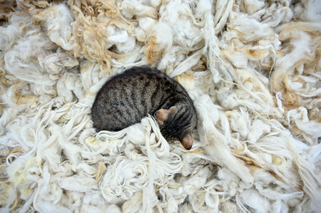 Cat sleeping in sheep's wool in the middle of the street