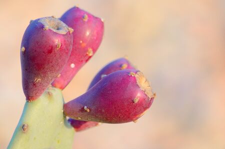 Cactus from the family of perennial flowering plants of the order of clove-flowered.Flowers, buds,...