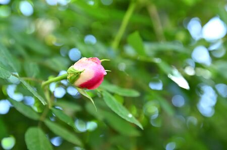 Rose bud from the kind of dog rose called Rose Odorataの写真素材