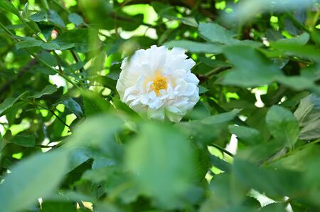 Roses from the kind of wild rose called Rose Odorataの写真素材
