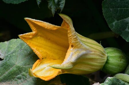 Yellow flower on the bushes of a sprouting pumpkinの写真素材