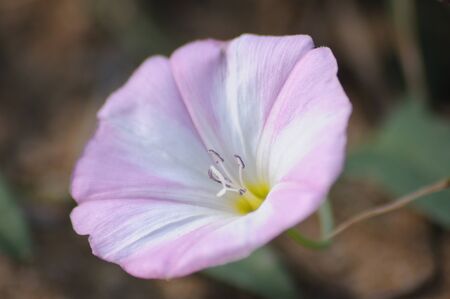 Morning glory flower Ipomoea growing on the lawnの写真素材