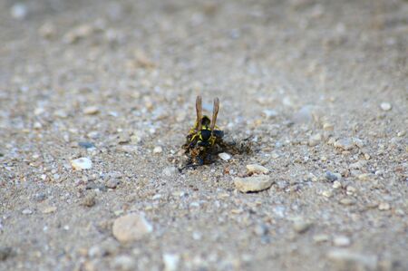 Wasp on the ground eating its beetle preyの写真素材
