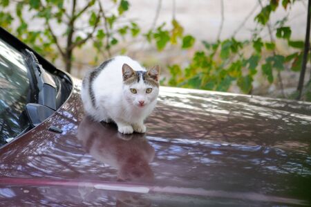 White cat in a burgundy car is hunting birds