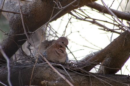 Dove on a tree near its nestの写真素材