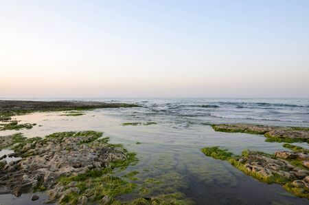 Rocky coast of the Caspian Sea covered with algae in summer