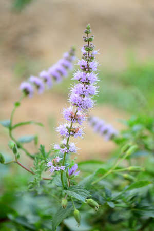 Blooming mint in the garden in natural conditions