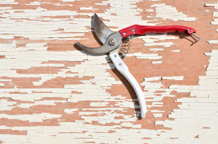 Garden shears for cutting branches, flowers and shrubs on the floorの写真素材