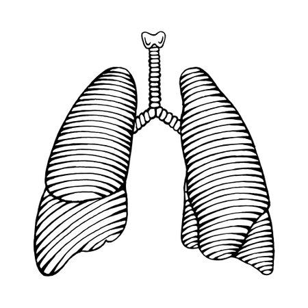 hand drawn human lung illustration engraved styleのイラスト素材