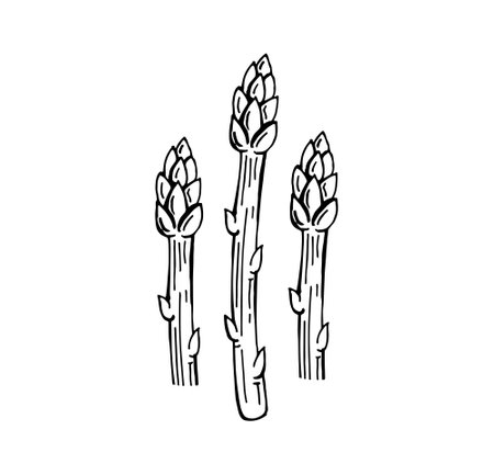 hand drawn asparagus vector illustration, vegetableのイラスト素材