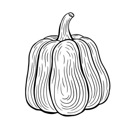 pumpkin hand drawn engraved style sketch drawing vector illustrationのイラスト素材