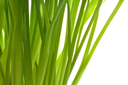 fresh green chivesの写真素材