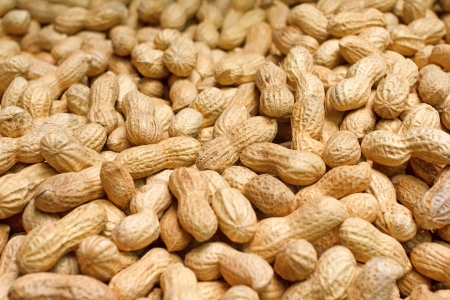 Golden peanuts in shellsの写真素材