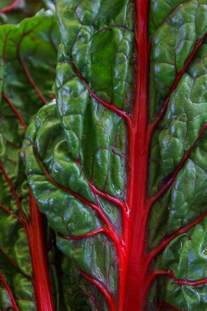 Detail of fresh layered  leaves of chard