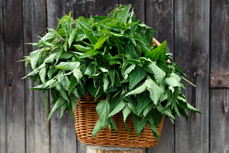 Basket of freshly picked nettles on dark wood background.の写真素材