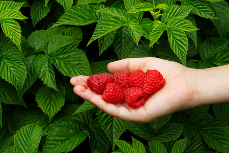 Boy's hand holding freshly picked raspberries. Raspberry bush in background.